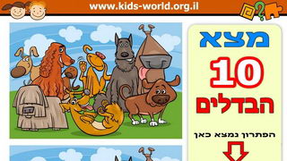 תחרות כלבים